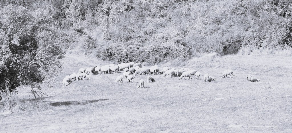 Bajalice Vlaha: Magične reči protiv zla i&nbsp;bolesti